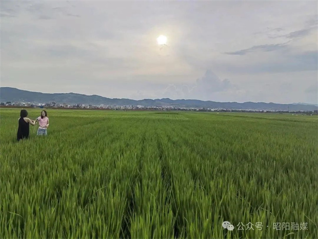 云南旅游,云南旅行社,云南团建公司,云南策划公司,云南会议会展,云南策划执行,昭通旅游,昭通旅行社,昭通团建公司,昭通策划公司,昭通会议会展：避暑昭阳 诗和远方就在稻田边边