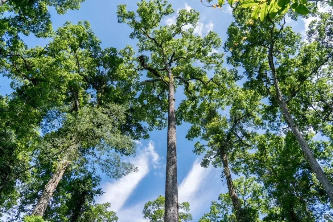 云南旅游,云南团建公司,云南策划公司,云南会议会展,云南策划执行,西双版纳团建公司,西双版纳策划公司：西双版纳藏着什么秘密？雨林、大象、傣味等你来揭！