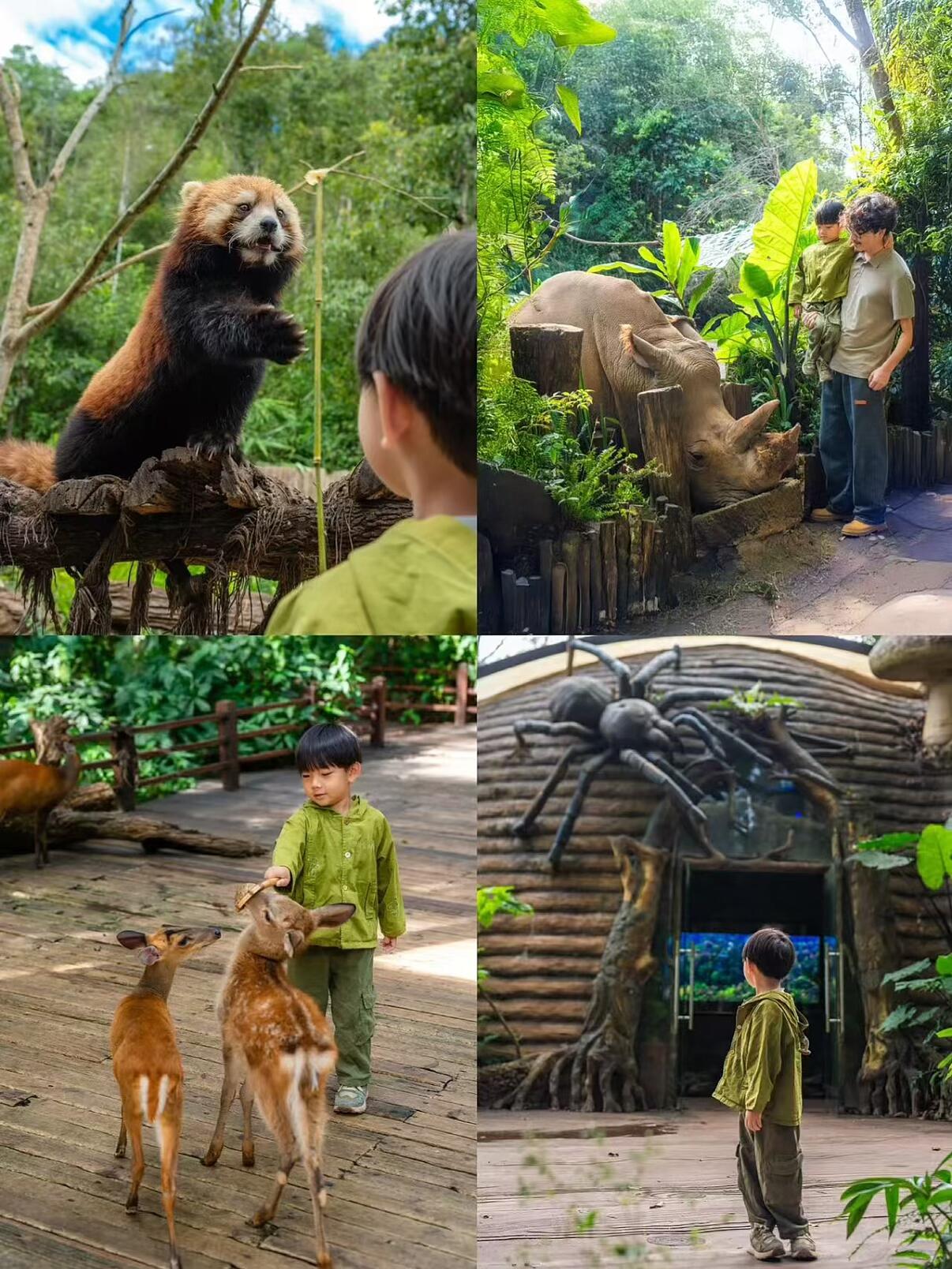 国内唯一的熊猫森林酒店带娃去这可太香了