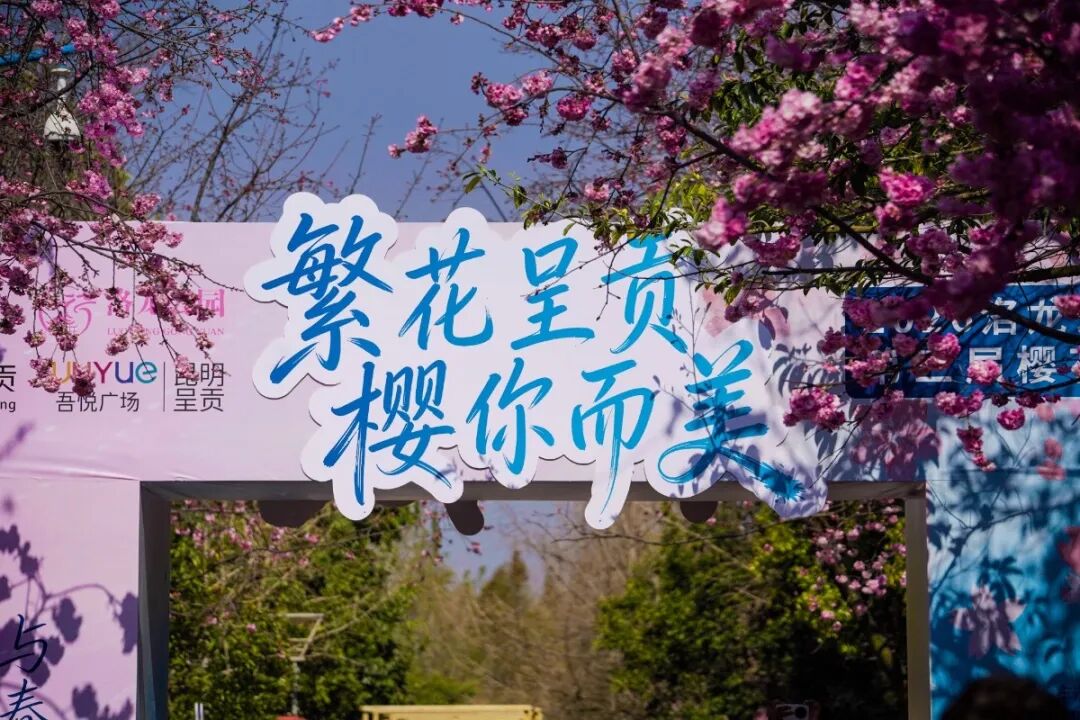 云南旅游,云南旅行社,云南团建公司,云南策划公司：洛龙公园第三届樱花节启幕！共绘春日“繁花”答卷，这份浪漫别错过~
