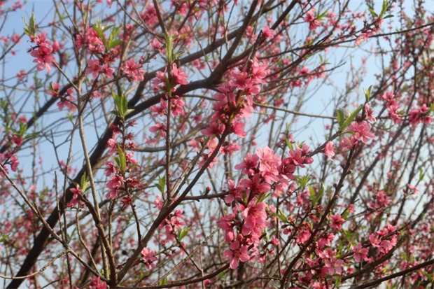 昆明旅游：花期不等人！昆明的春天，藏在这满城桃花雨里